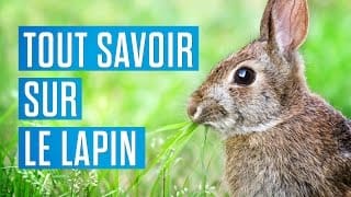 Tout savoir sur le lapin 1 ezAqU8