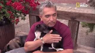 Un chihuahua change son comportement 1 h56hCy