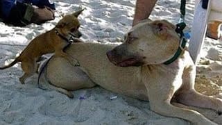 This is why CHIHUAHUA are the FUNNIEST DOGS - Funny DOG compilation 1