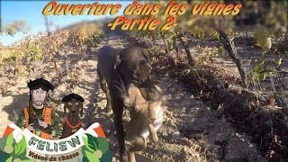 Ouverture de la chasse dans les vignes, chasse au faisan, perdreau lièvre et palombe partie 2 ... 1 qJR1vv