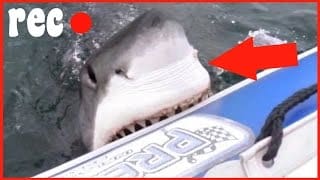 5 ATTAQUES DE REQUINS FILMÉS en DIRECT LIVE !!! 1 rVc85r