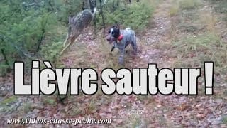 Lièvre sauteur ! Incroyable ! 1