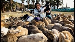 Japon : l'île aux lapins - ZAPPING SAUVAGE 1 uJDQj1