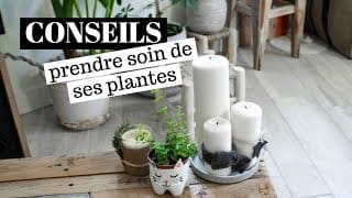 Comment prendre soin de ses plantes ? | tribulationsdanais 1 6Kk4su