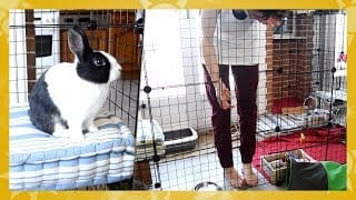 Enclos modulable pour lapin•es | avec Jean-Jean 🐇 1 DSP9py
