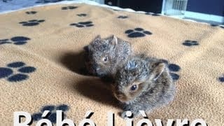 Levraut ou bébé lièvre sauver d'une mort certaine, baby hare, death 1 MNnIL0