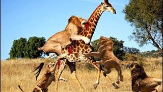 LIVE: Wild Animals Fight Powerful Lion vs Giraffe - Crocodile vs Jaguar - Discovery Wild Animals 1 Tpd908