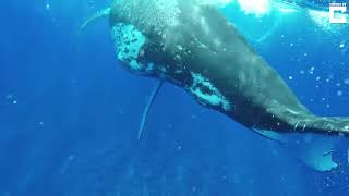 Une baleine protège une plongeuse d'un requin 1 VmXRPU