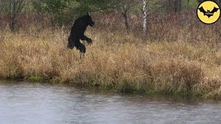 5 Loups-Garous Capturées en video dans la Réalité. 1 bZCPP4