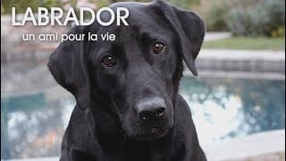 Labrador - Un ami pour la vie 1 iYGop8
