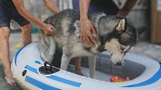 LE CHIEN QUI N'AIME PAS L'EAU 1 jCnLTZ