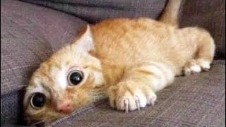 vidéo chat rigolo compilation | Animaux drôles part 24 1 sLZbga