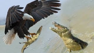 Eagles too fast, Catching Baby Crocodile - Mother Crocodile failed to protect her Baby from Eagle 1 toTYDD