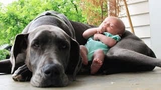 Quand les chiens protègent des bébés 1 zTRFgw