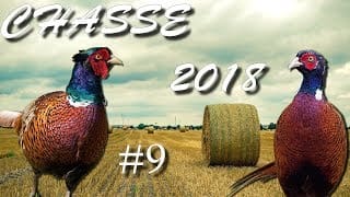 CHASSE DU FAISAN EN SOLOGNE AU 410 MAGNUM #9 2018 1 HIBHit
