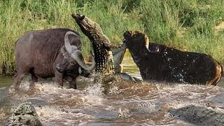 Big Mistake When Crocodile Catch Buffalo - Male Buffalo Toss Crocodile To The Air And Save His Wife 1 HQWFPv