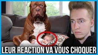 QUAND LES CHIENS PROTÈGENT LES ENFANTS...LEURS RÉACTIONS VA VOUS CHOQUER ! 1 NQZZTC