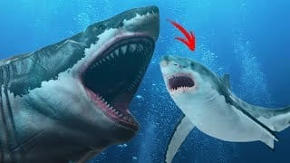 Le Grand Requin Blanc est-il un descendant du Mégalodon ? 1 Q33n6j