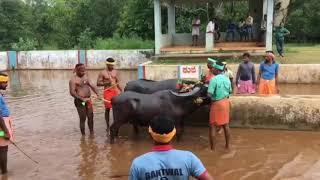 Team Bantwala Mahakaalibettu / Krishnapura Nadumane Plough Senior Buffalo's Trial Kambala Race 1 ZAQa9Z