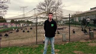 L’ÉLEVAGE DE FAISAN série #2 1