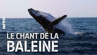 Le chant de la baleine | ARTE Découverte 1 kznpVe