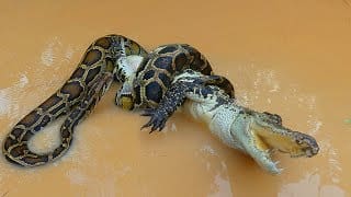 Brave Boys Rescue Crocodile From Python Attack - Python Stalks Crocodile - Python Vs Crocodile 1 pNZjJu
