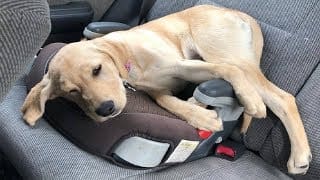 Best Of Cute Labrador Puppies #66 - Funny Puppy Videos 2018 1