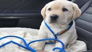 Best Of Cute Labrador Puppies #67 - Funny Puppy Videos 2018 1 r1otCg