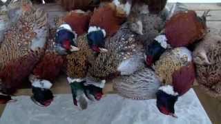 Chasse aux faisans à la Faisanderie du Chasseur 1