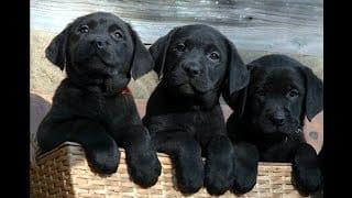 Labrador Retriever Puppies Funny and Cute Videos Compilation #15 1