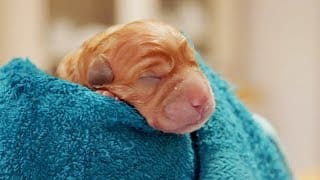 Naissance de bébé labrador en direct - ZAPPING SAUVAGE 1 tdNfqe