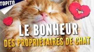 AVOIR UN CHAT, C'EST LE MEILLEUR TRUC DU MONDE 1 y77sBX