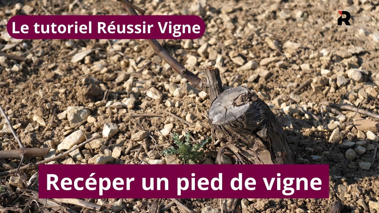 Le tutoriel Réussir Vigne : comment recéper un pied de vigne
